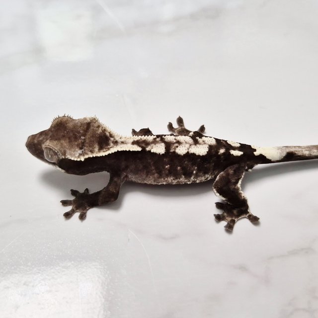 카푸치노 아잔틱