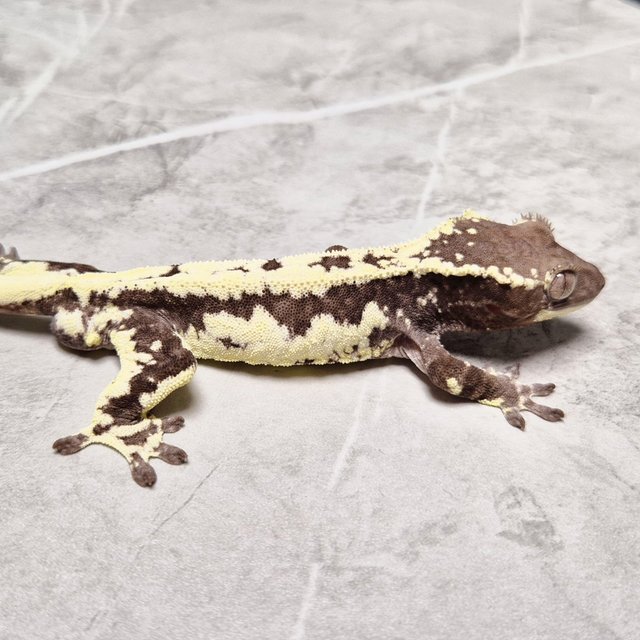 Lilly Axanthic Frappuccino Axanthic