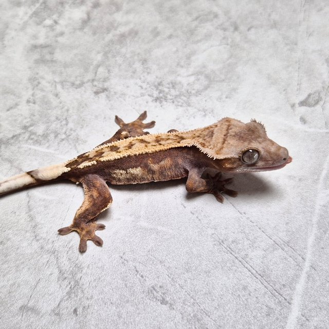 100% Het Axanthic Sable