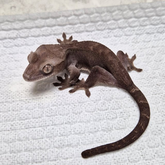100% Het Axanthic Luwak