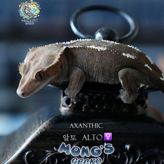 아잔틱