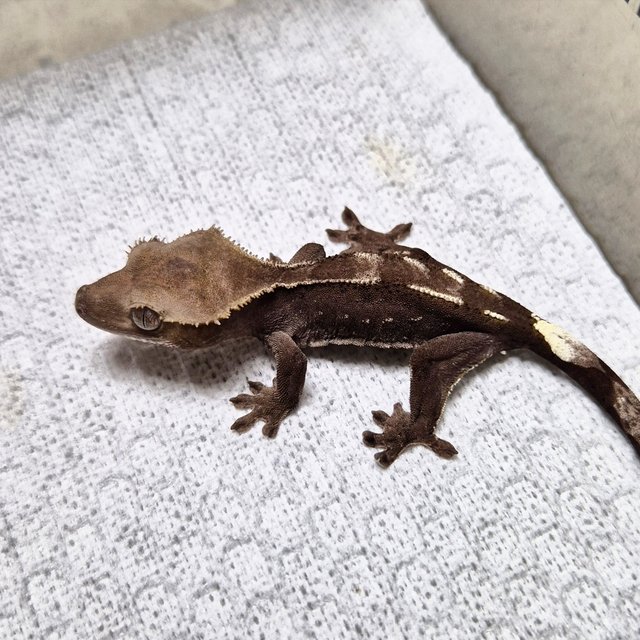 Axanthic Cappuccino