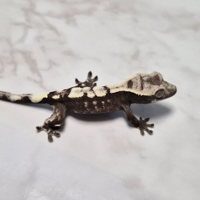 세이블 아잔틱