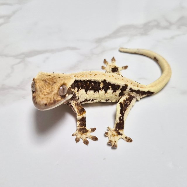 릴리100%헷아잔틱