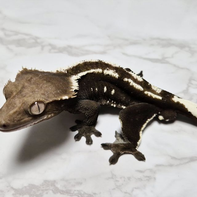아잔틱