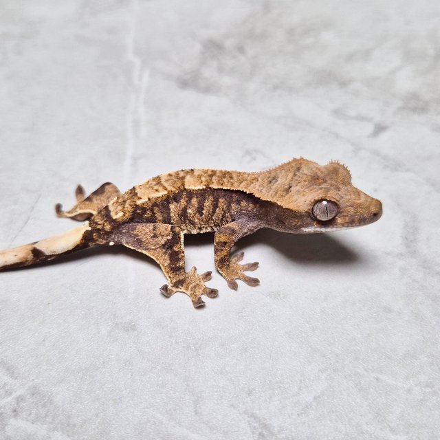 Sable 100% Het Axanthic