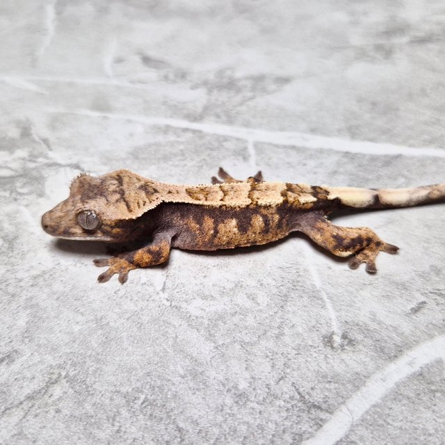 100% Het Axanthic Sable