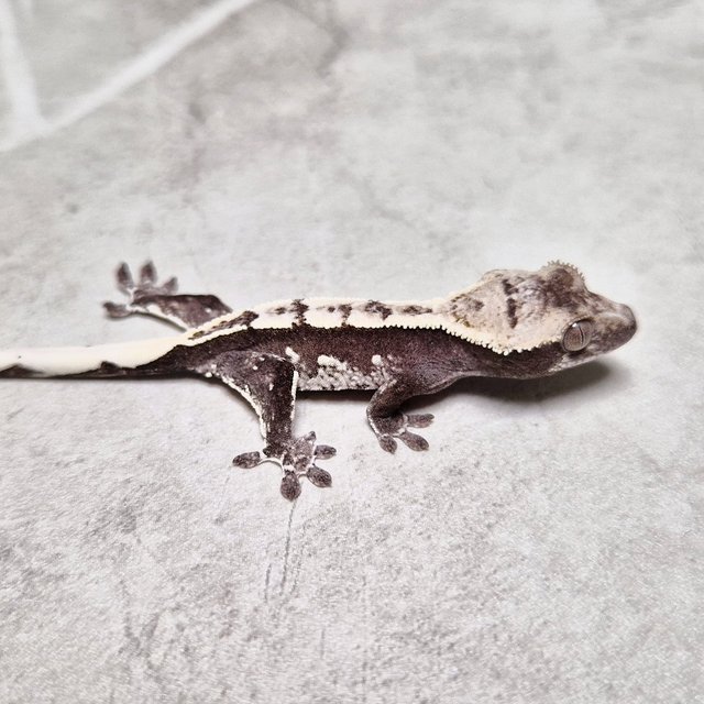 Axanthic