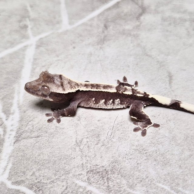 Axanthic