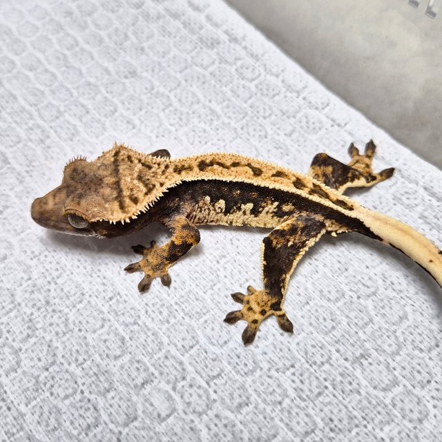 Full Pinstripe 100% Het Axanthic