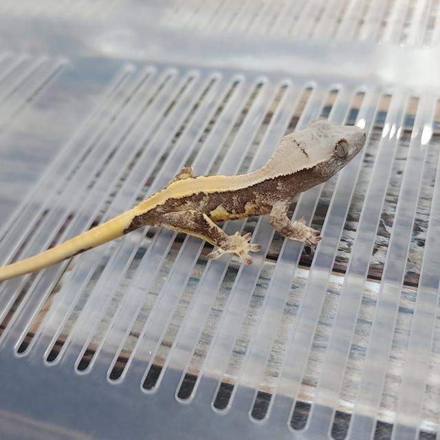 Lilly 100% Het Axanthic