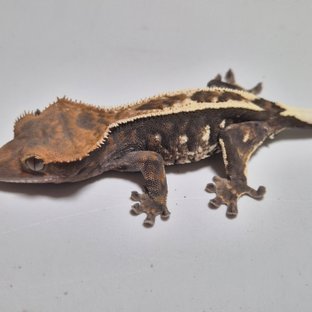 100%헷아잔틱 카푸치노 풀핀