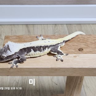 미