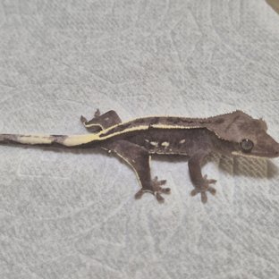 아잔틱 화이트포트홀