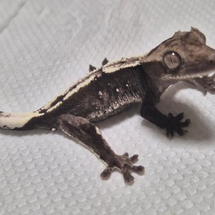 아잔틱 화이트포트홀