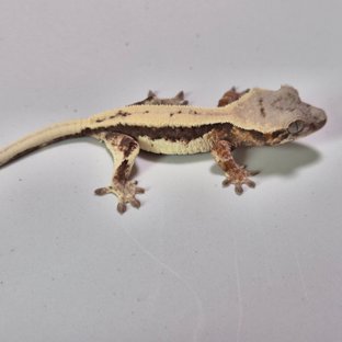 릴리 세이블 100%헷아잔틱