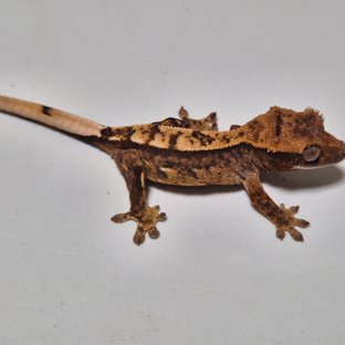 카푸치노 100%헷아잔틱