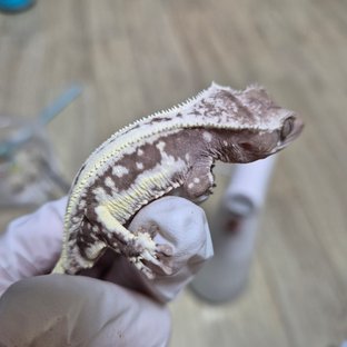 릴잔틱 풀핀 화이트스팟 드리피