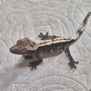 아잔틱 화이트포트홀