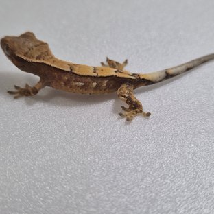 세이블