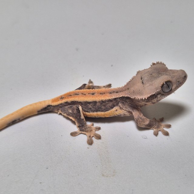 릴리100%헷아잔틱