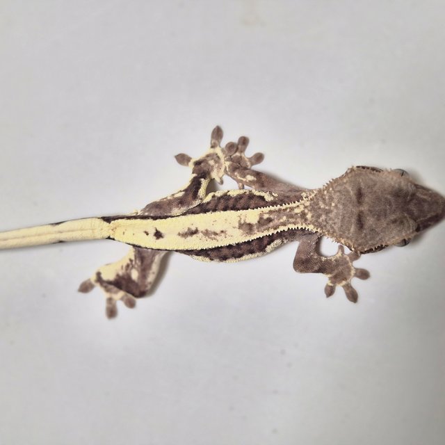 100%헷아잔틱 프라푸치노