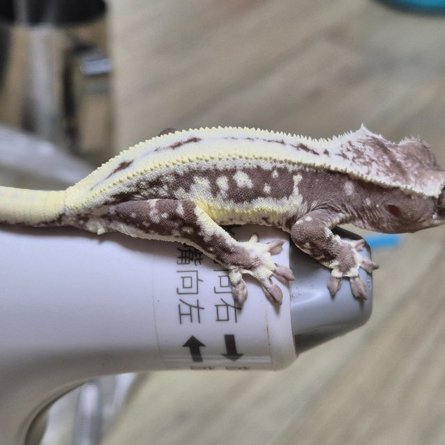 릴잔틱 풀핀 화이트스팟 드리피