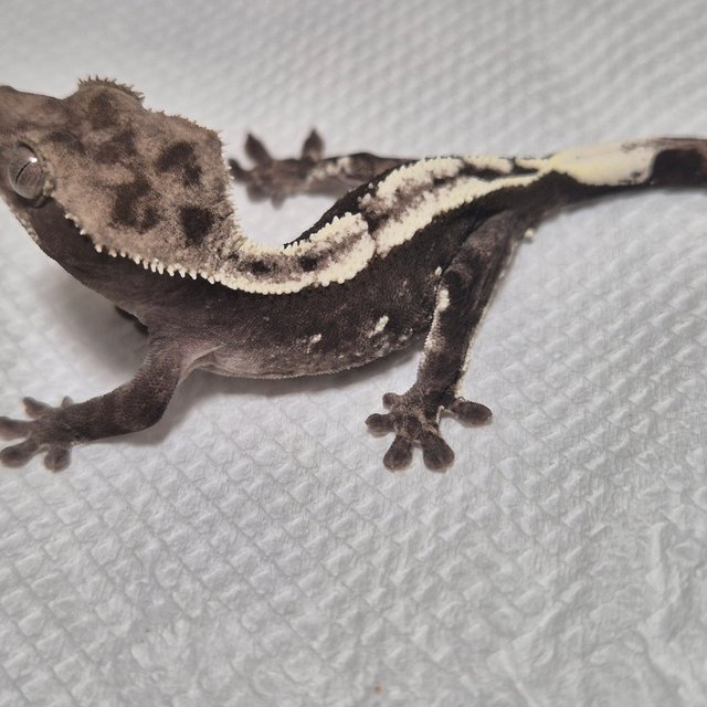 아잔틱 화이트포트홀