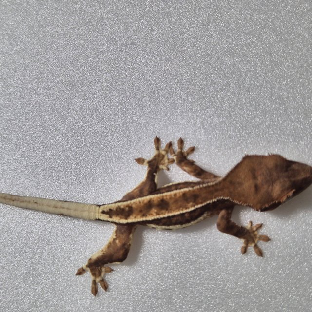 프라푸치노 100%헷아잔틱 팬텀