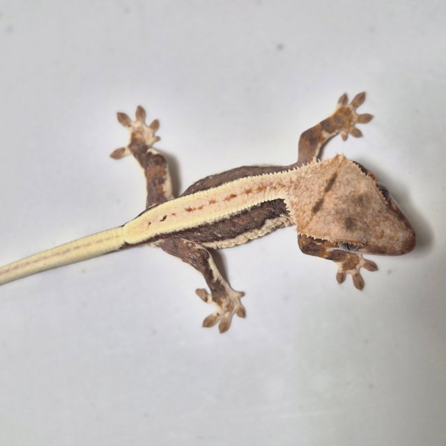 릴리100%헷아잔틱