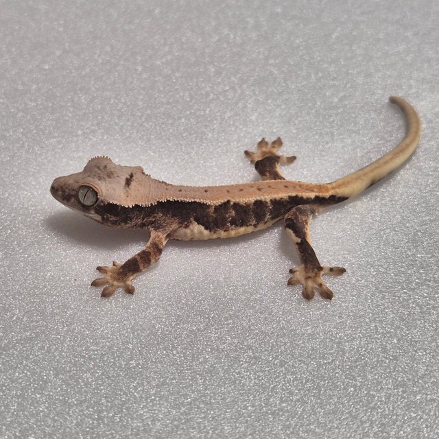 릴리100%헷아잔틱