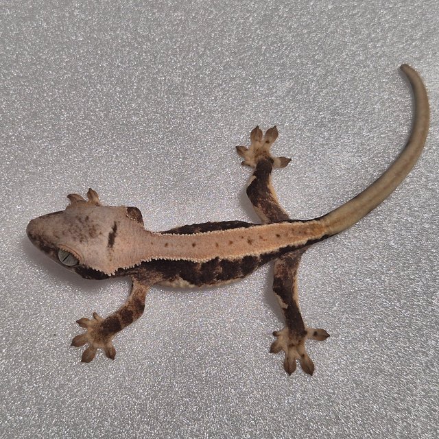 릴리100%헷아잔틱