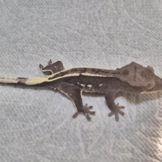 아잔틱 화이트포트홀