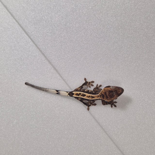 100%헷아잔틱 카푸치노