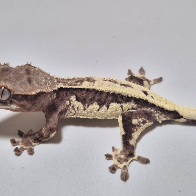 100%헷아잔틱 프라푸치노