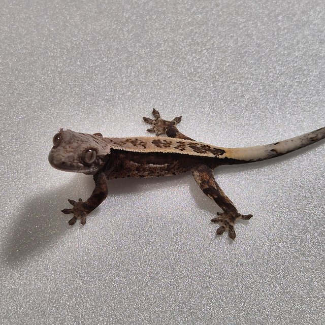 카푸치노 100%헷아잔틱 풀핀