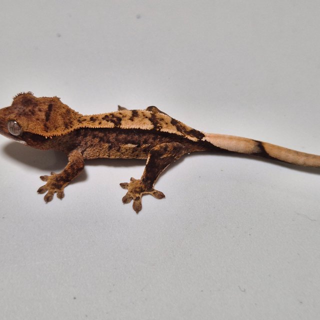 카푸치노 100%헷아잔틱