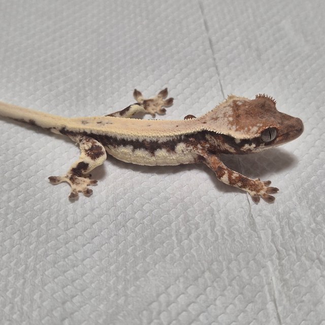 100%헷아잔틱 릴리 세이블 드리피 풀핀