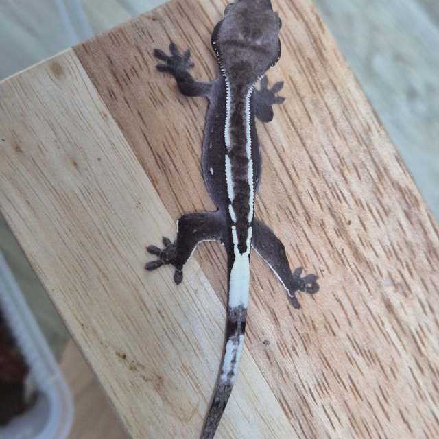 아잔틱 화이트핀 화이트포트홀