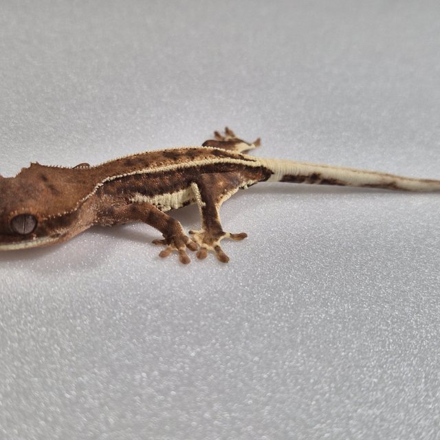 프라푸치노 100%헷아잔틱 팬텀