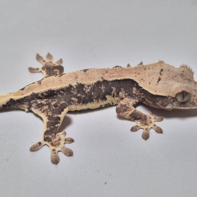 릴리100%헷아잔틱