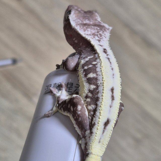 릴잔틱 풀핀 화이트스팟 드리피