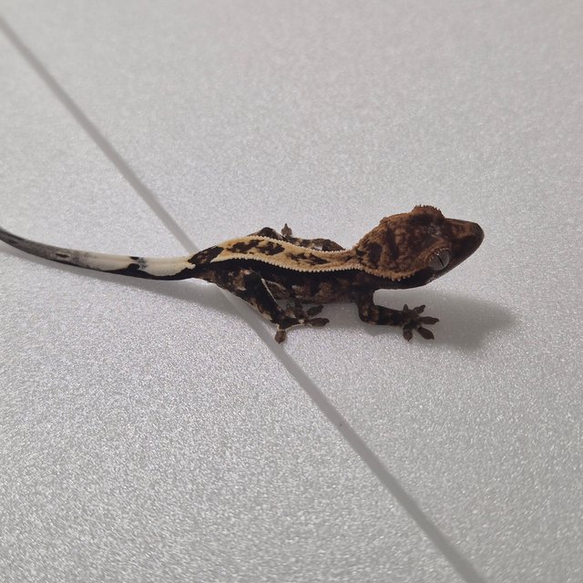 100%헷아잔틱 카푸치노