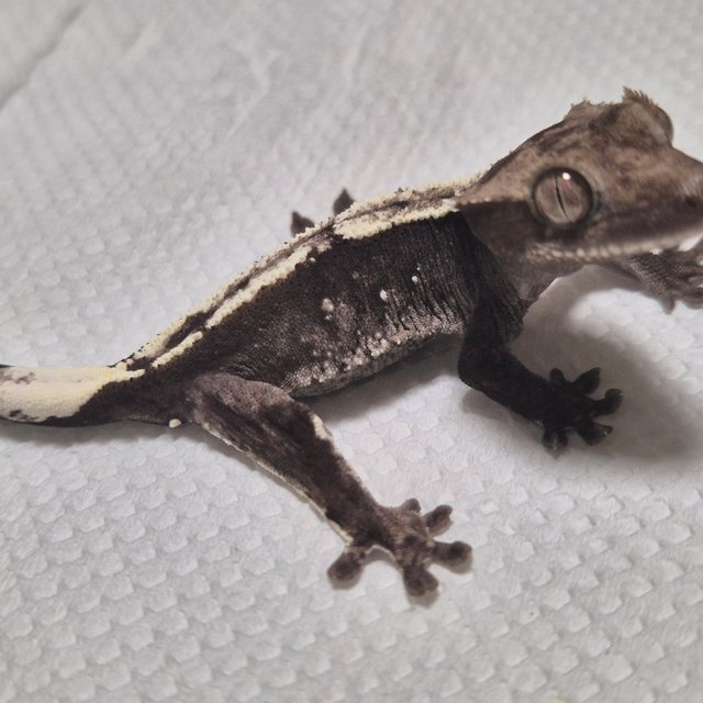 아잔틱 화이트포트홀