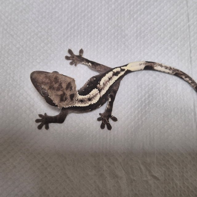 아잔틱 화이트포트홀