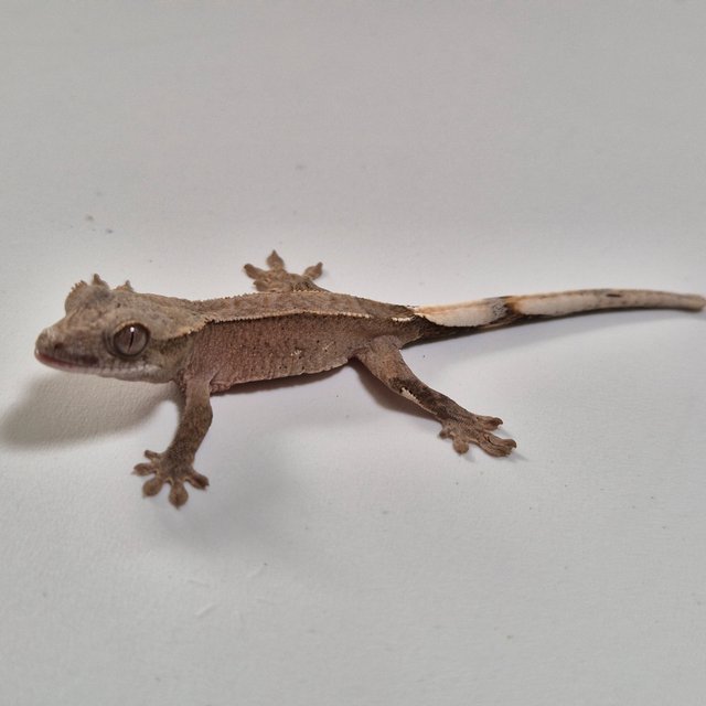 세이블 100%헷아잔틱 팬텀