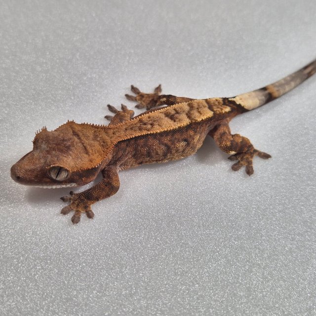 100%헷아잔틱 카푸치노