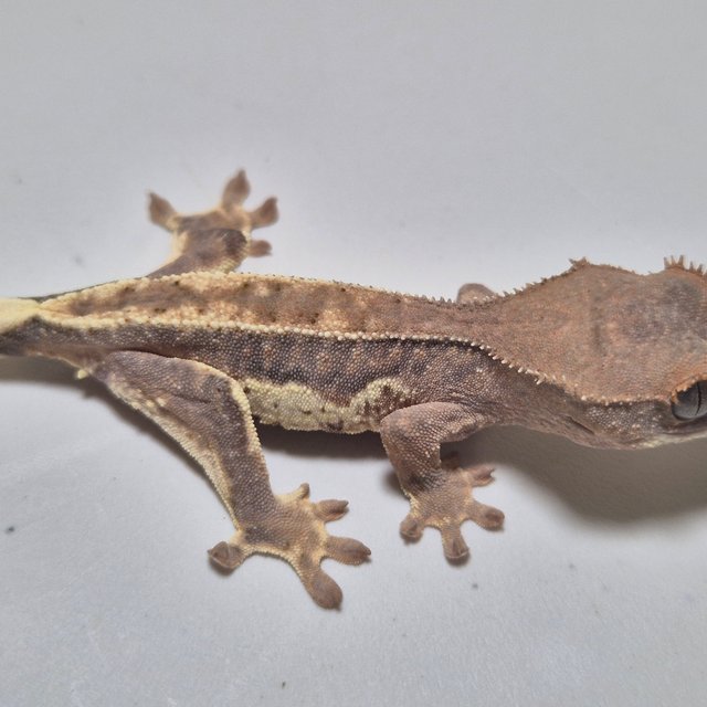 100%헷아잔틱 프라푸치노