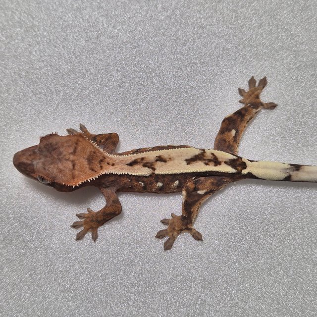 100%헷아잔틱 세이블 화이트포트홀