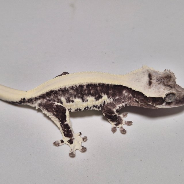 릴잔틱 솔리드백